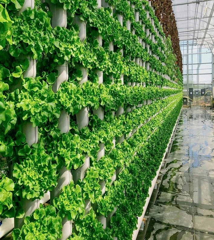 مزایای آیروپونیک